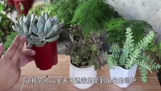 多肉植物上色不是光曬太陽那么簡單