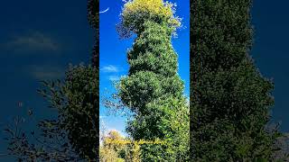 Beautiful Nature Walk (Grumpy Tree Man, With A Mohawk) #beautiful #tree #nature #trend #photography