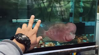 The synthesize of beauty zhen zhu flowerhorn fish