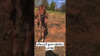 ครีมเบอรี่ ลูกสาวพ่อท้องเเท้ 5G จังหวะหู มันส์ได้