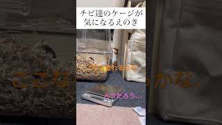 【ハムスター】新入りが気になるえのき#ハムスター#ハムスターのいる生活