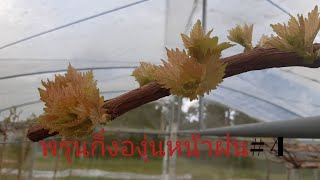 พรุนกิ่งองุ่นหน้าฝน#4