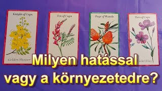 Milyen hatással vagy a környezetedre?/ Időtlen általános tarot olvasás