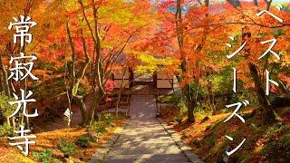 Arashiyama in Autumn: Wonderful Autumn Leaves at Jojakkoji Temple