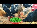 HOW TO CUT FEEDS COSTS FOR LOCAL CHICKENS- Azora feeding and planting...