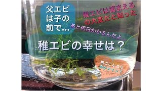 稚エビたちの会話　心の綺麗な人しか聞こえない声