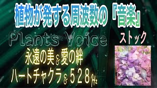 【 ﾊｰﾄ ﾁｬｸﾗ・528Hz・愛の絆・永遠の美 \u0026 TimeWAVER】春の花『ストック』による演奏：Plants Voice (Part 16)