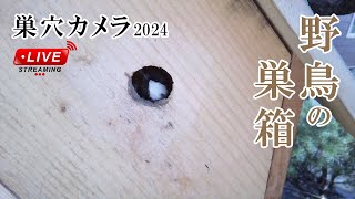 抱卵12日目 🥚×9 シジュウカラの巣箱 巣穴カメラ 野鳥 2024/05/21 Bird Nest Box Live Camera