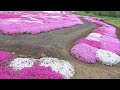 【北海道観光】三島さんちの芝桜 　2023