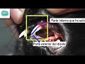 Estomatitis felina y caries - Animalia Barcelona