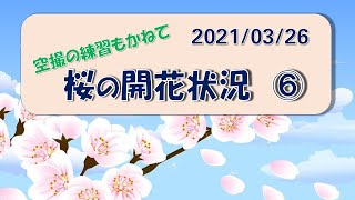 空撮練習をかねて～桜開花状況を見に行く　その⑥