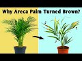 The Unknown Facts of Areca Palm Leaves Turning Brown // Areca Palm Plant Care