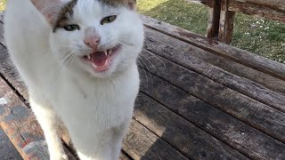 Diese streunenden Katzen warten jeden Tag aufgeregt und glücklich auf mich.