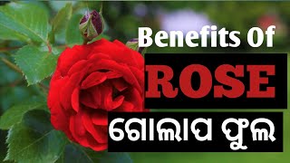 ଗୋଲାପ ଫୁଲରେ ଲୁଚି ରହିଥିବା ଔଷଧୀୟ ଗୁଣ | Rose flowers have hidden medicinal properties