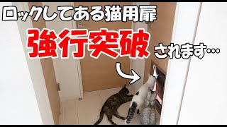 キャットドアをロックしても猫に強行突破されるようになりました - The cat which opens a locked door -