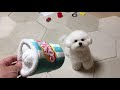 やんちゃな赤ちゃんにタジタジ！？愛犬が人間の赤ちゃんとじゃれ合う姿にほっこり dog and baby are playing