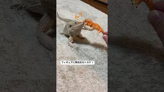 飼い主のイタズラに無反応なトカゲ🦎 #フトアゴヒゲトカゲ #shorts