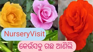 ନର୍ସରୀ ରୁ କେଉଁସବୁ ଗଛ ଆଣିଛି |NurseryVisit