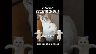 保護猫団体みなとねこでは、1/12(日)芝浦にて、保護猫譲渡会を開催します！ご来場をお待ちしております❤️ #みなとねこ #里親様募集 #保護猫 #保護猫譲渡会