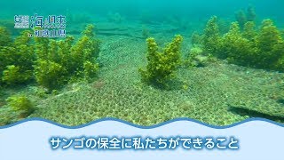 黒潮の大蛇行と低水温 ～世界北限域のサンゴの今後～ 日本財団 海と日本PROJECT in 和歌山県 2018 #19