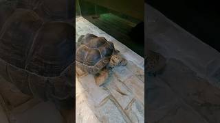 See if how much the price of a big tortoise