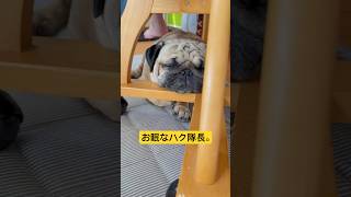 お眠。#ぱぐ #pug #パグ #shorts #ショート #日常 #癒し #犬のいる暮らし #いぬ