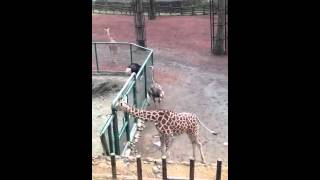 キリン ダチョウ 多摩動物園