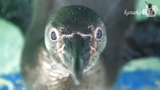 おたる水族館 フンボルトペンギンのヒナ！益々かわいくなった！