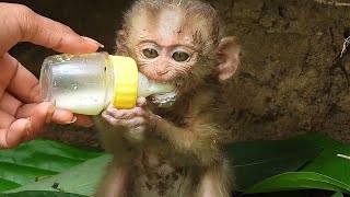 Seeing the milk, he was very happy, the baby monkey hugged ten milk from my hand