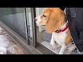 犬は喜び庭駆け回る【ビーグル】