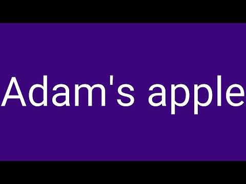 What is the other term for Adam’s apple?