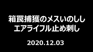 箱罠捕獲のメスいのしし エアライフル止め刺し 20201203