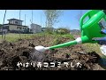 『春の山菜採り2024　コシアブラとコゴミ』