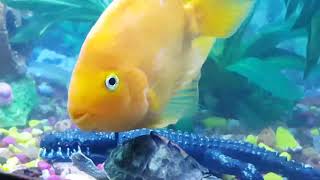 HD FISH AQUARIUM VIDEOS