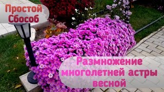 Размножение многолетней астры весной! Самый простой способ