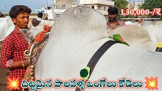 Super Size big size milk Teeth Ongole cattle's // the biggest Yemmiganur bull's market ||