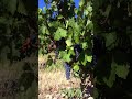 bodegas nekeas inside the mountains tasting grapes