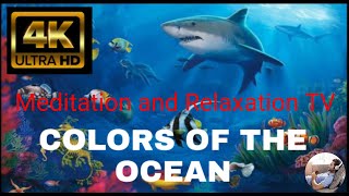 Amazing underwater world ambience, animals ,underwater ocean with relaxing sound