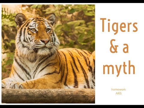 Is Tiger a adjective?