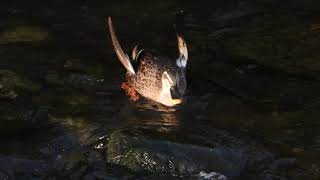 エンジェルウイング奇形を発症したカルガモ