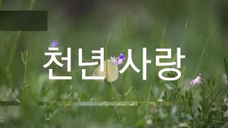 천년 사랑*박종화   /  낭송*허향숙