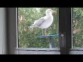 silbermöwe vor dem fenster teil 4