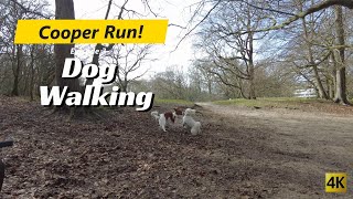 Cooper! Kooikerhondje dog walking 4K, 荷蘭科克爾犬散步, episode 3