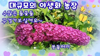 남사에 대규모 도매 야생화농원 구경하세요.없는꽃이 없습니다