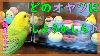 セキセイインコと粘土のおもちゃ　どのオヤツにしようかな〈♯110〉