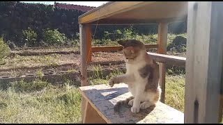 ボタンひもで遊ぶ子猫の姿が、かわいすぎる！！