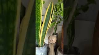 Snake🐍plant ☘️: কৌটতে স্নেক প্ল্যান্ট #roofgarden #shorts #ছাদবাগান #nature #প্রকৃতি #প্রকৃতিপ্রেমী