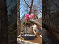 ヤマガラとシジュウカラ😍 varied tit japanese tit