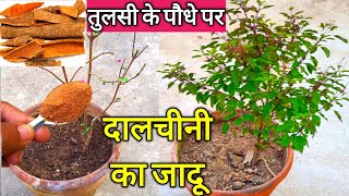 सुखी तुलसी हो जायेगी घनी और हरिभरी ।। Tulsi Plant Care Tips