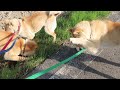 山陰柴犬ファミリーの忙しすぎる散歩